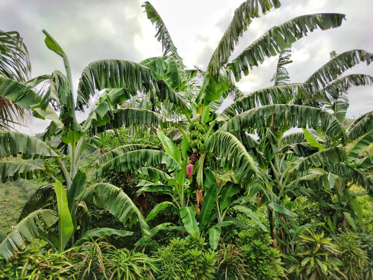 Finca Cuipo Buritaca Exteriér fotografie